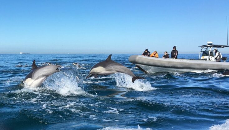 Adventure Whale Watching San Diego Tours