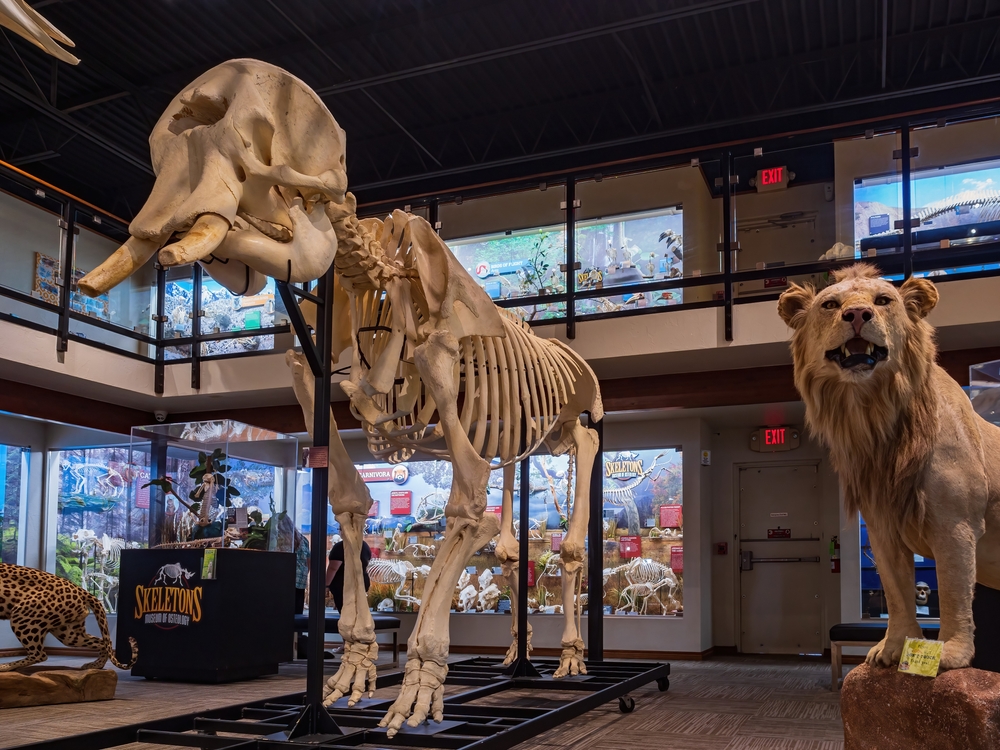 Museum of Osteology