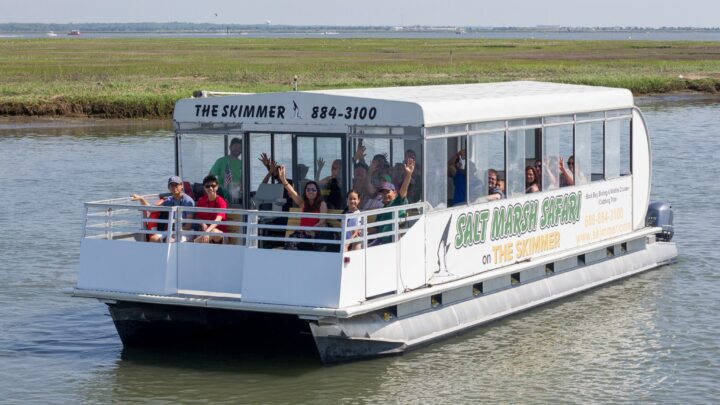Skimmer Salt Marsh Safari