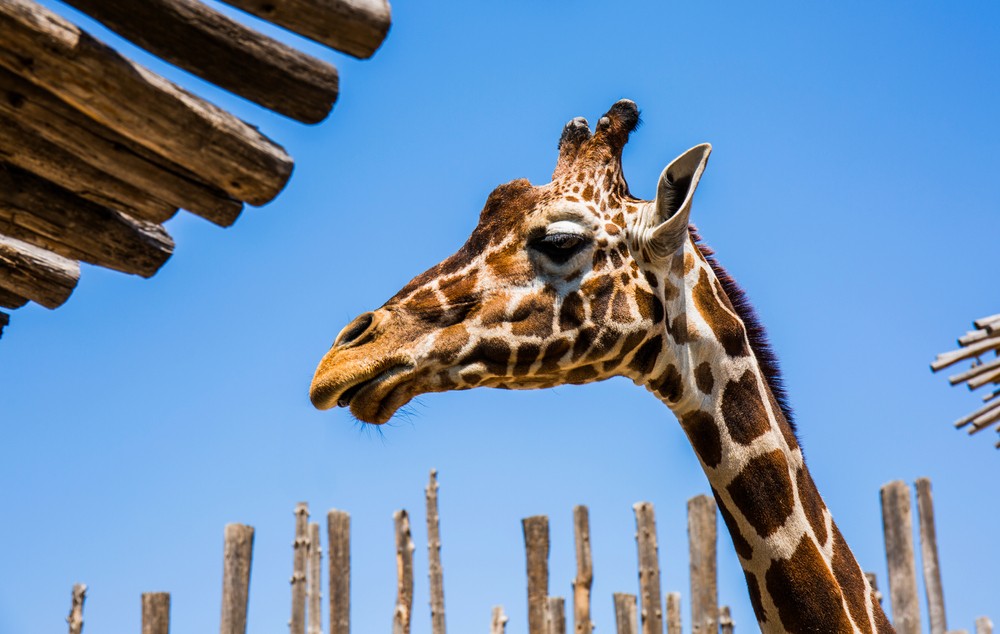 ABQ BioPark (Zoo and Aquarium)