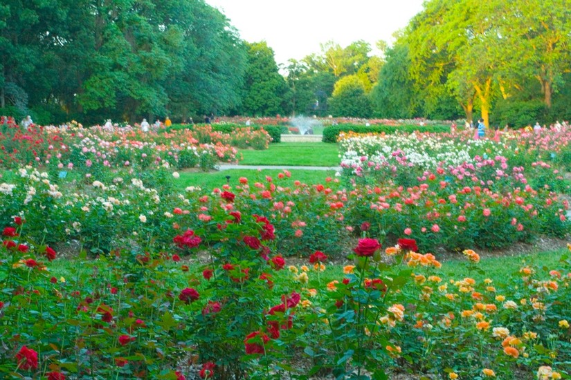 Columbus Park of Roses