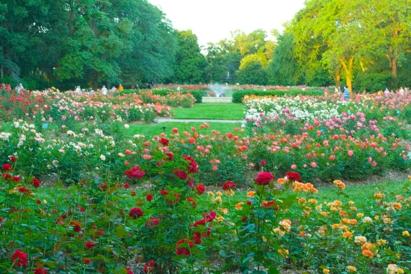 Columbus Park of Roses
