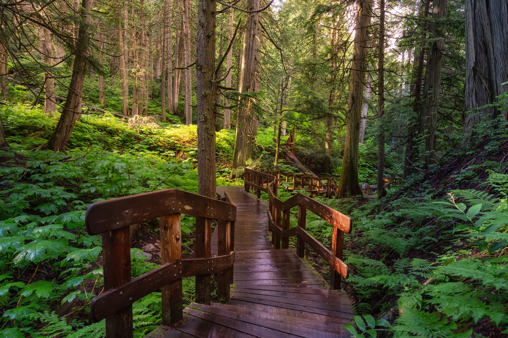 Paseo del Bosque Trail