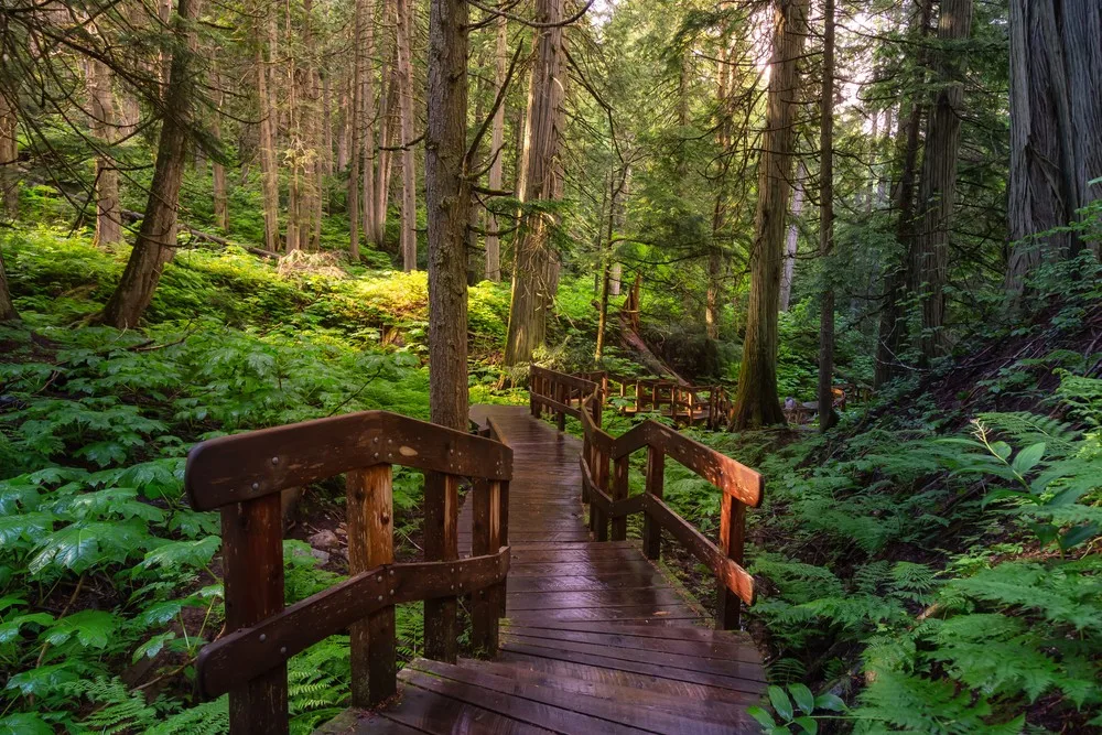 Paseo del Bosque Trail