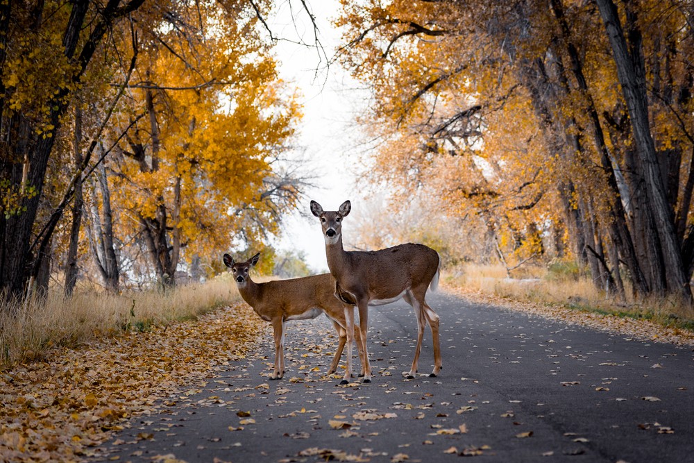 Wildlife West Nature Park