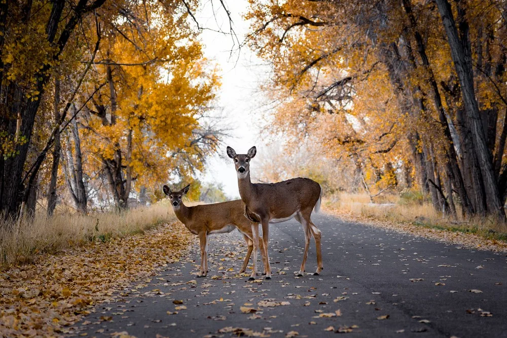 Wildlife West Nature Park
