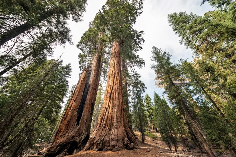 Redwood National Park (California)