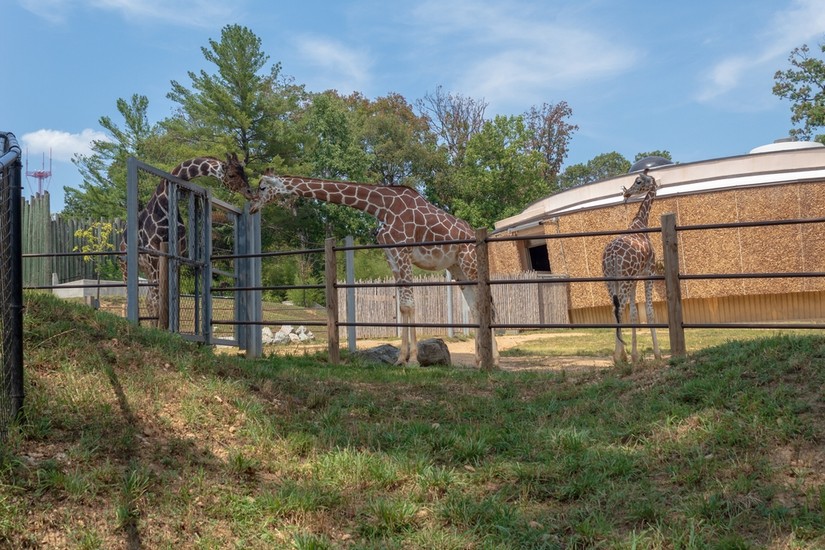 The Maryland Zoo