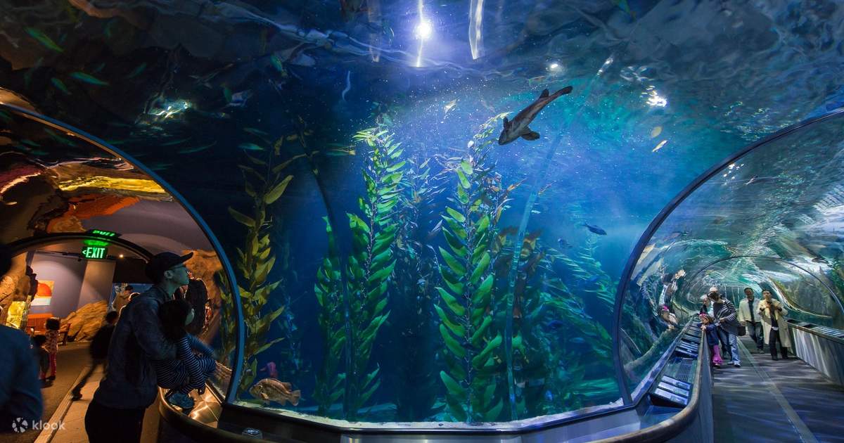 Aquarium of the, Bay San Francisco