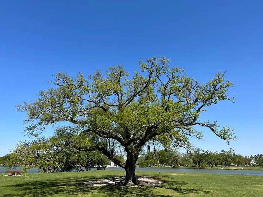 The Singing Oak, New Orleans