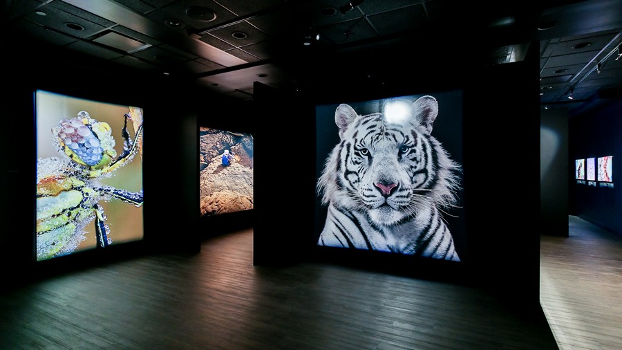 Rarely Seen Exhibition – National Geographic, Las Vegas