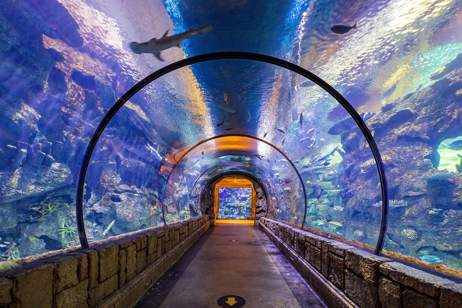 Shark Reef Aquarium at Mandalay Bay, Las Vegas