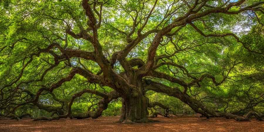 Angel Oak Tree, Charleston