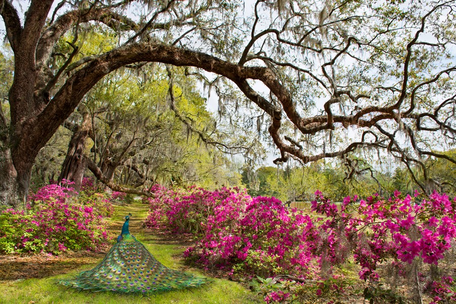 Magnolia Plantation and Gardens, Charleston