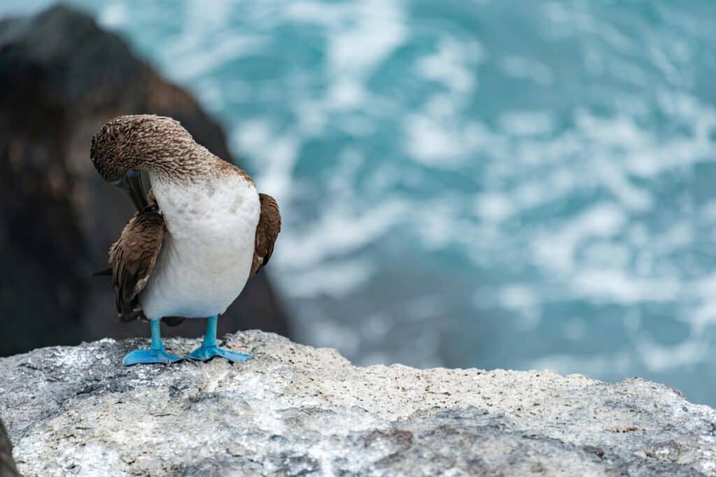 Birdwatching Galapagos