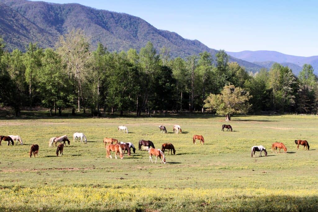 Horse Camps - Great Smoky Mountains National Park
