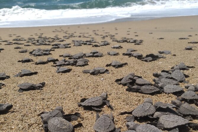 Baby Sea Turtle Releasing in Los Cabos