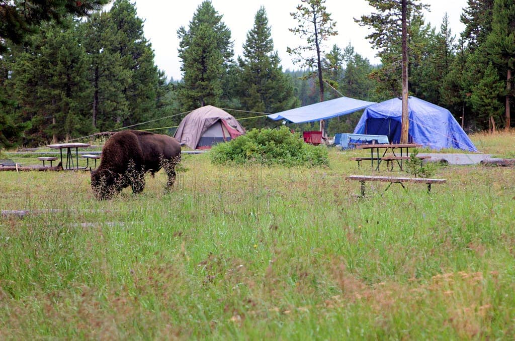 Bridge Bay Campground, Yellowstone National Park