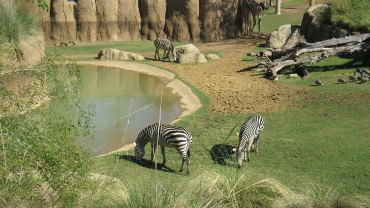 Which Zoo Is the Best in Texas? My Wild, Quirky Guide to Epic Animal Encounters & Hidden Gems