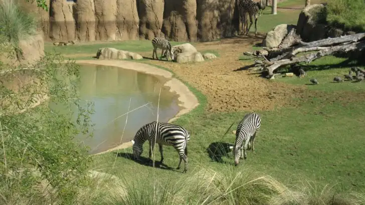 Which Zoo Is the Best in Texas? My Wild, Quirky Guide to Epic Animal Encounters & Hidden Gems