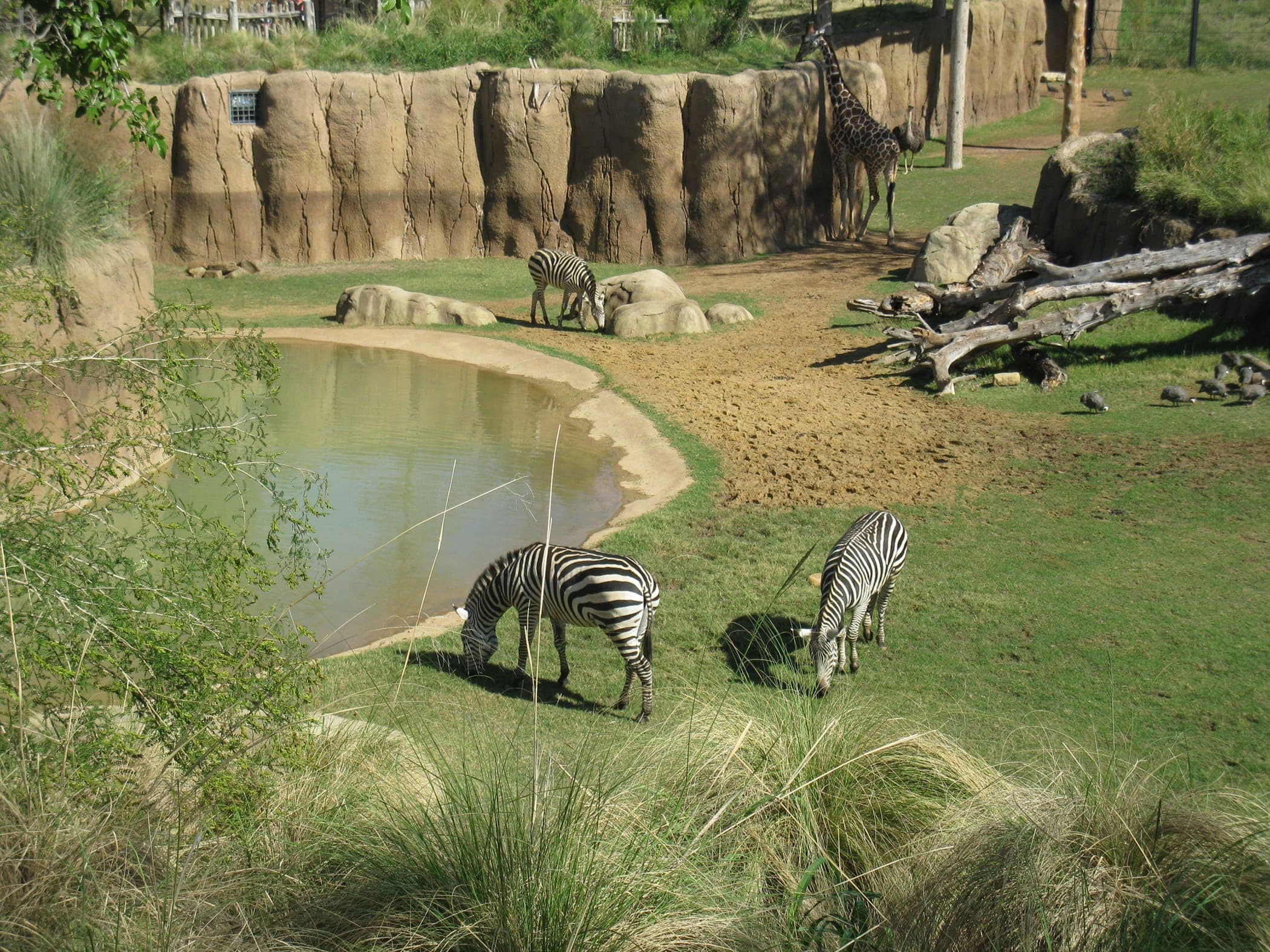 Which Zoo Is the Best in Texas? My Wild, Quirky Guide to Epic Animal Encounters & Hidden Gems