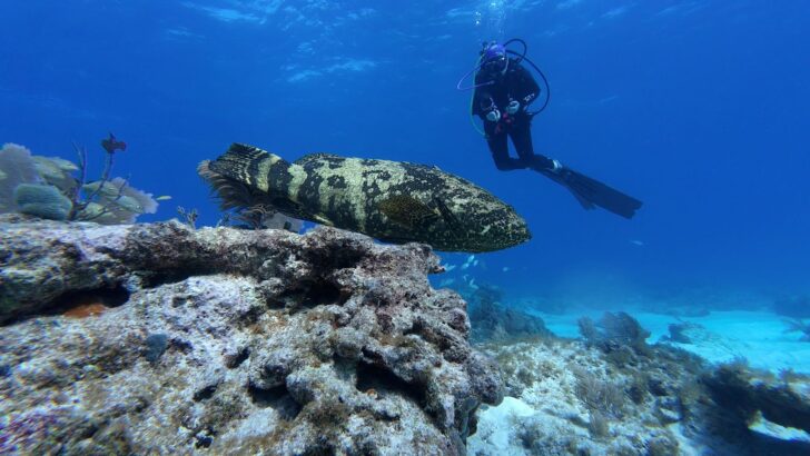 Huge Goliath Grouper diving Florida Keys