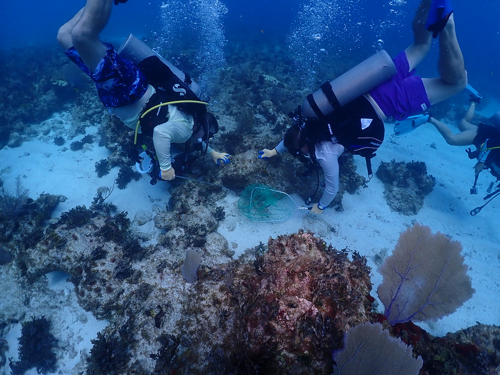 Hunting lobsters in the Florida Keys