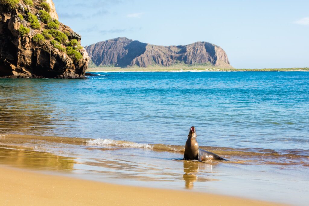 Sea lion, Punta Pitt, San Cristobal island, Galapagos islands, Ecuador
