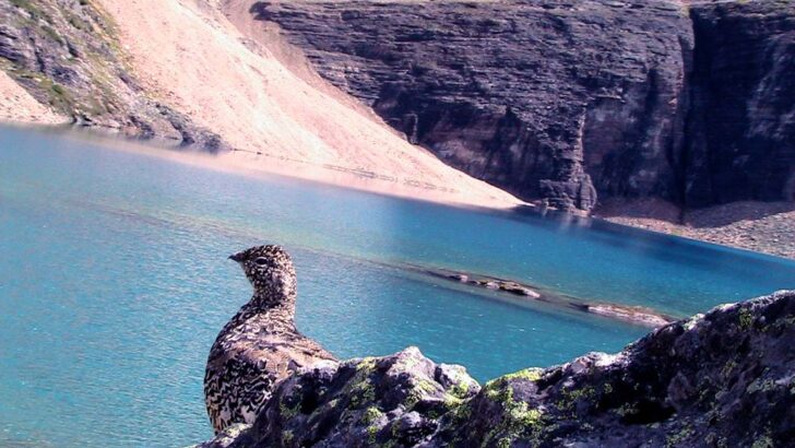 Ultimate Hiking in the Canadian Rockies