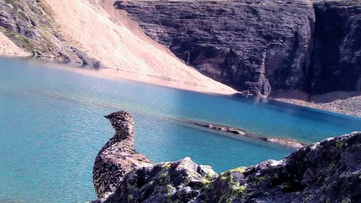 Ultimate Hiking in the Canadian Rockies