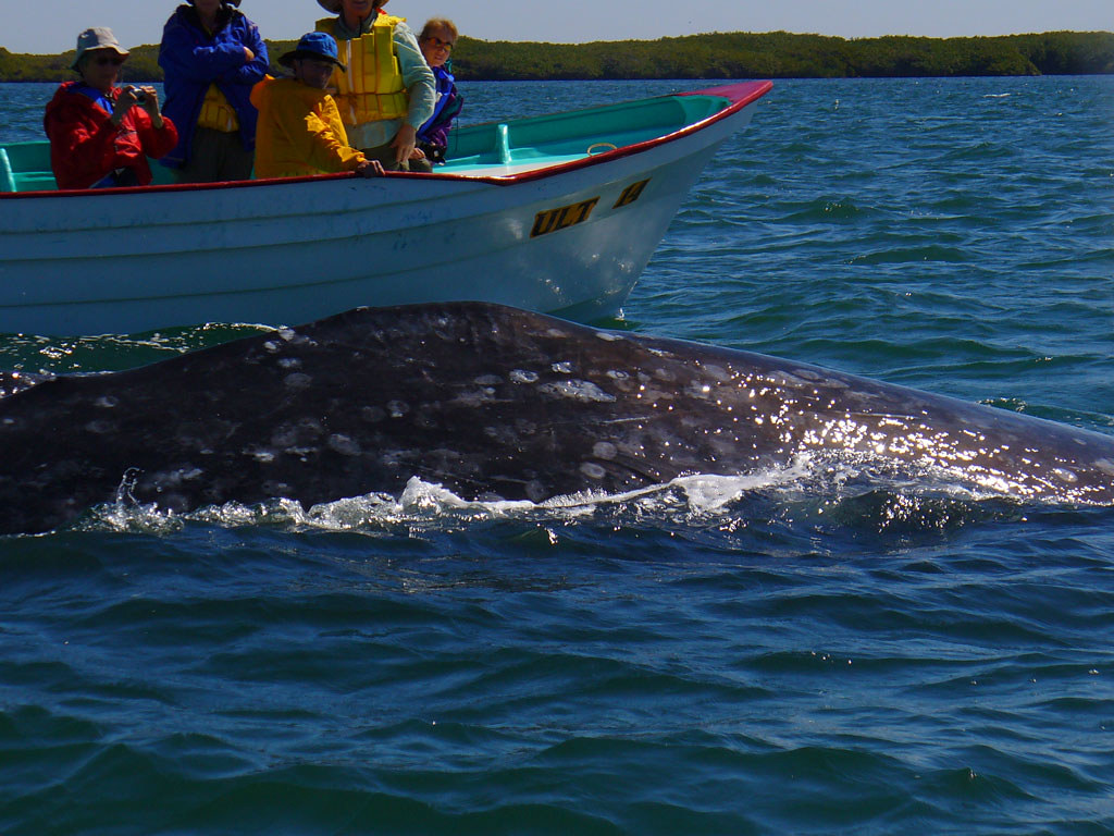 Whale Watching in Los Cabos