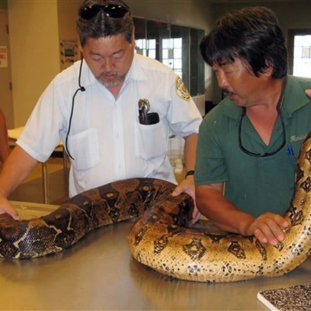 Boa Constrictor snake in Hawaii