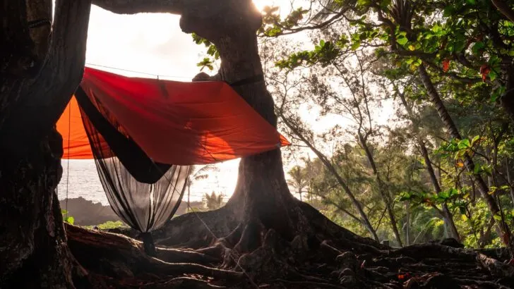 Hammock with a bug net and a rain tarp attached to two trees with early morning light. Shot in Waianapanapa State Park on the road to Hana in Maui, Hawaii USA