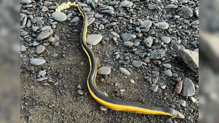 Highly venomous sea snake found on Hawaii Island beach